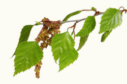Silver Birch