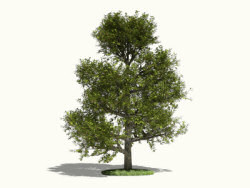 Oak